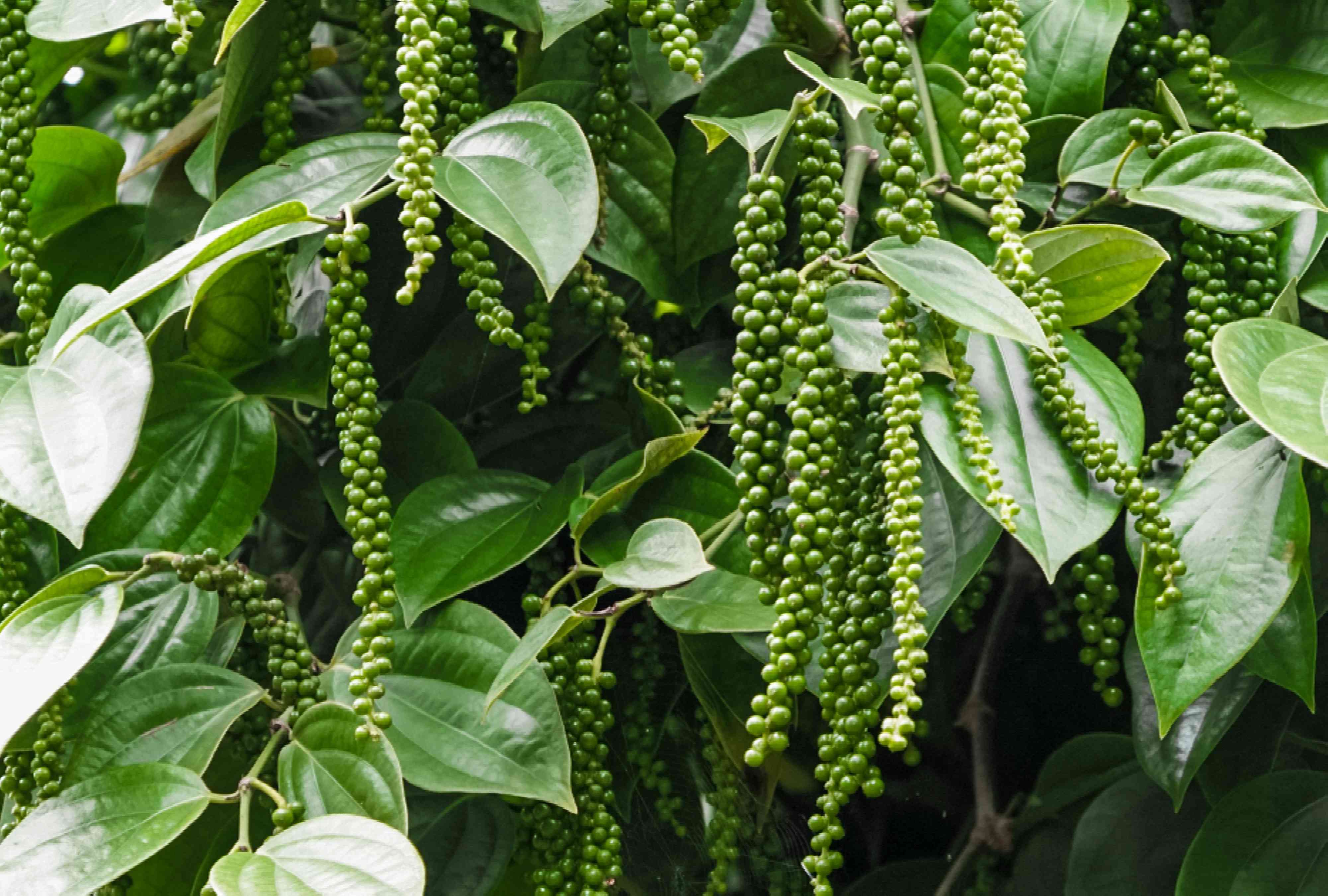 Black Pepper Plants